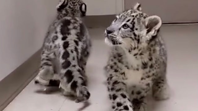 Zoo successfully rehabilitates snow leopard cubs that couldn't walk
