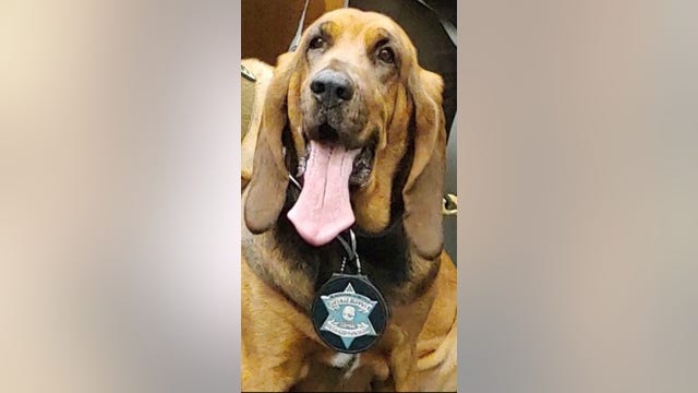 Cook County police dog helps sheriff locate missing person in Steger