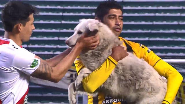 Soccer player adopts stray dog who took to field during match in Bolivia
