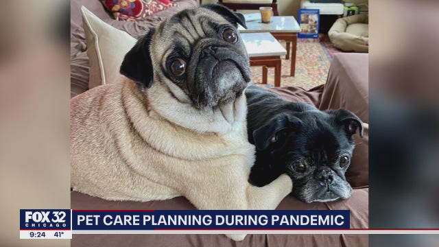 Veterinarians urge pet owners to have a care plan for animals amid pandemic