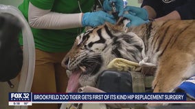 Tiger at Brookfield Zoo undergoes second hip surgery