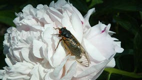 Brood X: Billions of cicadas set to emerge in eastern US after 17 years