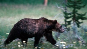 Long life: Yellowstone's oldest grizzly bear was 34 and still killing with 3 remaining teeth