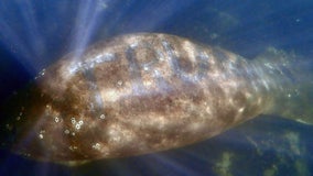 $5,000 reward offered for information on who scraped 'TRUMP' into manatee's back