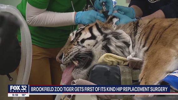 Tiger at Brookfield Zoo undergoes second hip surgery