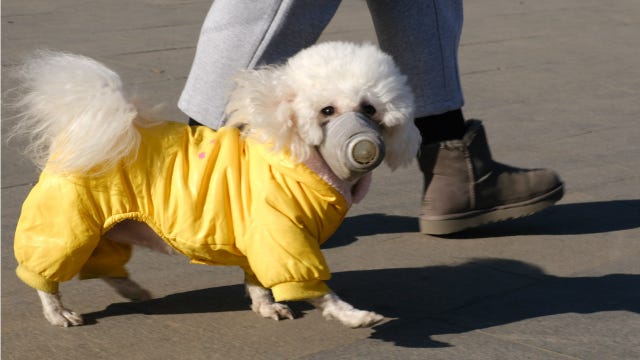 Pet Masks company sees 500% surge in demand amid coronavirus pandemic