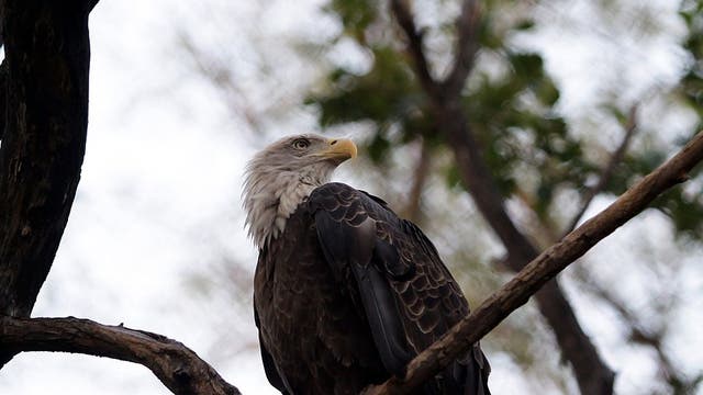 Bald eagles removed from Indiana's endangered species list