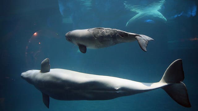 Shedd aquarium pushes restaurants to reduce plastic use