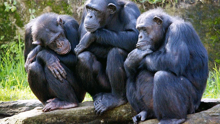 Researchers worry chimpanzee-killing virus could jump to humans next