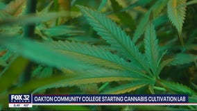 Oakton Community College starting cannabis cultivation lab