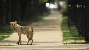 Beware of coyotes: Cook County issues warning to residents