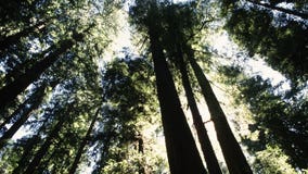 California parents of 5 killed when 175-foot redwood tree crashes on car