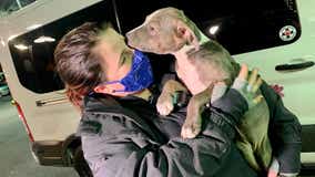 22 dogs rescued from freezing Texas temperatures arrive in DC area