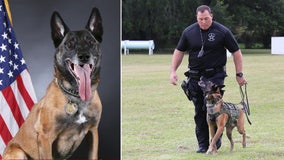 Sarasota sheriff's office mourns the loss of K-9 Bryx