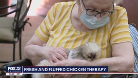 Company brings chicken therapy to senior living community