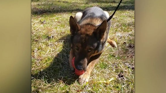 North Carolina police officer resigns over disturbing K-9 video