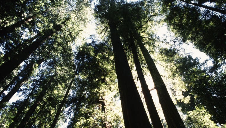 Majestic Redwood Forest