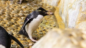 Video shows Shedd penguins stealing from each other during nesting season