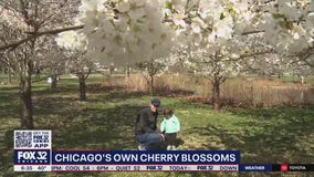 Chicagoans relish in the blooming of cherry blossoms