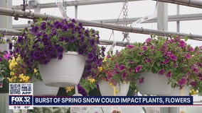 Burst of cold, spring snow on Tuesday could impact plants, flowers