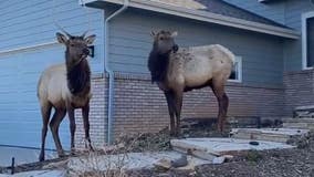 Man ‘trapped’ on top of car films elk exploring his front yard