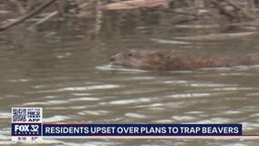 Glenview residents outraged over plans to trap beavers in ponds