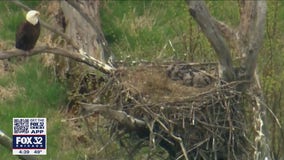 Eagle guarding nest spotted in Busse Woods in suburban Elk Grove Village