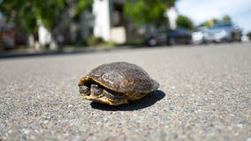 DuPage officials warn drivers to be on the look-out amid turtle crossing season