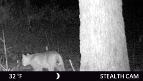 Bobcat spotted in Will County nature preserve