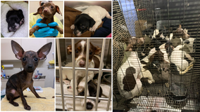 Reward offered for information in case of 26 abandoned puppies, dogs