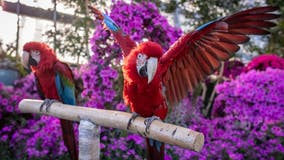 Shedd Aquarium animals visit the Garfield Park Conservatory for Earth Day