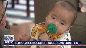 Babies stranded in suburban Chicago, thousands of miles from parents, because of bureaucratic delays