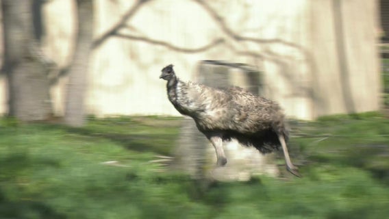 Video: Brookfield Zoo's emu runs wild, stretches legs on pleasant spring day