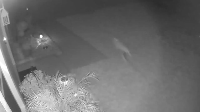 VIDEO: Florida woman says she spotted a 'baby dinosaur' running through yard