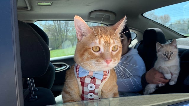 Hundreds of families with pets get free food, treats, collars and leashes in Waukegan