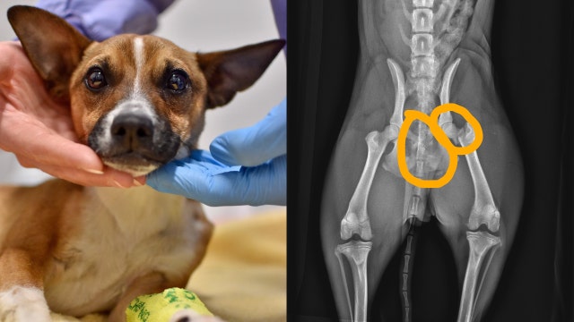 PAWS Chicago asking community for help with puppy struck by car