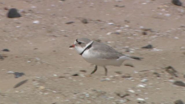 Chicago's beloved piping plovers, Monty and Rose, head south