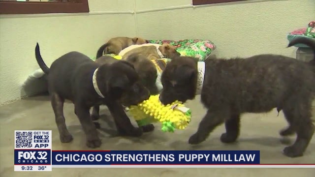 Chicago to shut down last few shops in the city allowing the retail sale of dogs