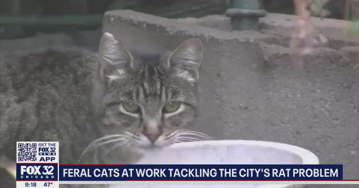 Chicago's newest defense against rats: Unleash the cats | FOX 32 Chicago