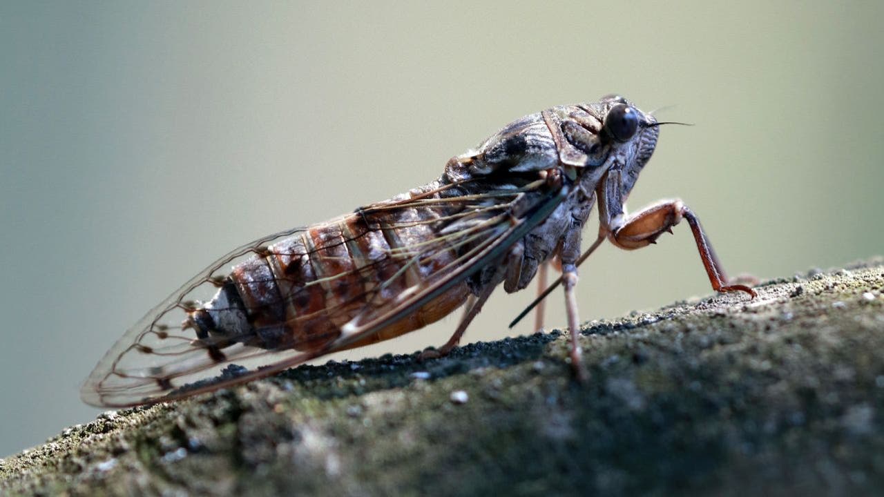 Trillions of cicadas about to emerge in 15 states, including
