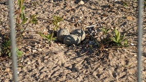 Piping plover eggs found at Montrose Beach dunes