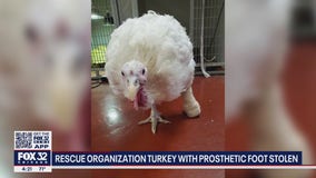 Beloved one-legged turkey stolen from Indiana animal rescue