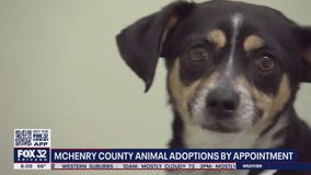 McHenry County hosting appointment-only adoptions for new pets