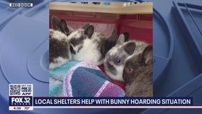 47 rabbits found inside Schaumburg long-term hotel