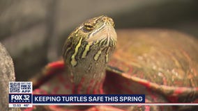 Illinois motorists urged to use caution to avoid nesting turtles