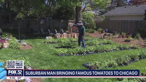 Suburban man bringing famous tomatoes to Chicago