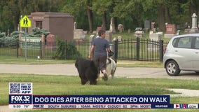 Palatine residents on edge after recent dog attacks