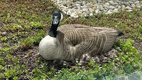 Adorable video: 6 goslings hatch on 'Green Roof' of Peoples Gas on the North Side