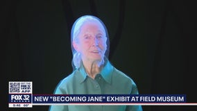 New Field Museum exhibit tells the story of pioneer Dr. Jane Goodall