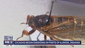 17-year cicada swarm to begin in Illinois, Indiana in a couple of weeks